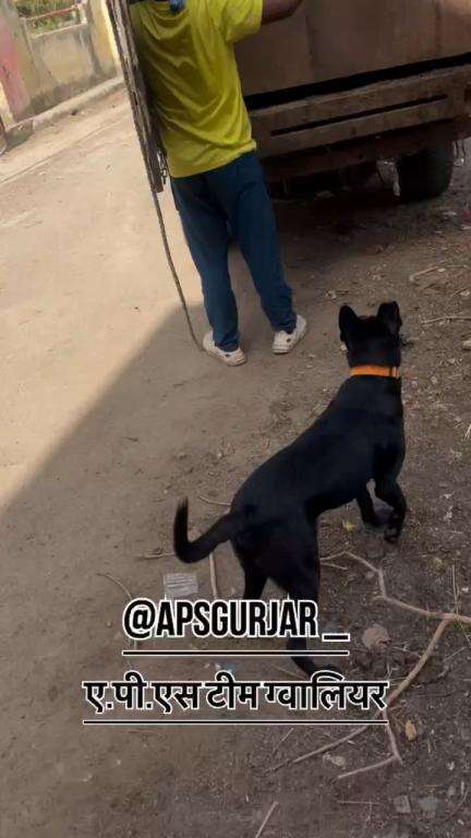 धुप में डाली रही लोग निकलते रहे बड़े शर्म की बात हे 🙏🏻😡

Respect Girls help poor help animals 

#apsgurjar #help #viral #cow #gwalior