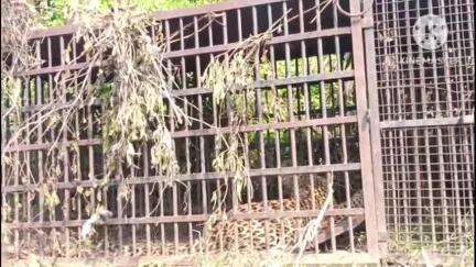 পশ্চিম যোৰহাট: খঙীয়াত নাহৰফুটুকী পিঞ্জৰাবদ্ধ , দীৰ্ঘদিন ধৰি বৃহত্তৰ অঞ্চলটোত ৰাইজৰ পোহনীয়া পশুধন ভক্ষণ কৰি সন্ত্ৰাসৰ সৃষ্টি কৰিছিল