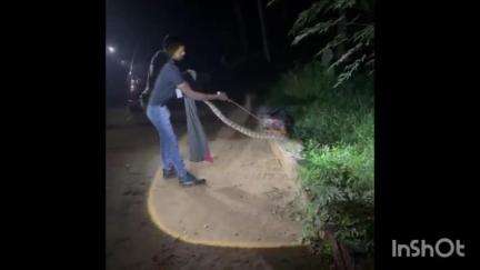 പട്ടാമ്പി: കൂറ്റനാട് നാഗലശ്ശേരിയിൽ നിന്ന് മലമ്പാമ്പിനെ പിടികൂടി