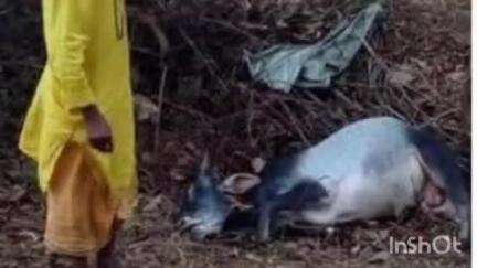 बुढ़ार: चंगेरा गांव में आकाशीय बिजली की चपेट में आकर दो मवेशियों की हुई मौत