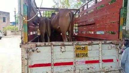 धर्माबाद: बेल्लूर बु येथे कत्तलीसाठी नेणारे वाहन धर्माबाद पोलिसांनी पकडले, पोलिसात प्राण्याचा छळ अधिनियमाप्रमाणे गुन्हा नोंद