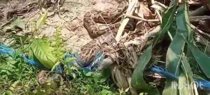 ফালাকাটা: জলদাপাড়া অভয়ারণ্য সংলগ্ন উমাচরণপুরে ভুট্টার জমি এবং সুপারি বাগানের মাঝে লাগানো নেটে আটকে যায় বিশালাকার পাইথন