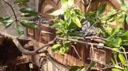 विद्यापति नगर: रसलपुर डीह में आंधी-तूफान से तबाही, आम का पेड़ गिरा घर पर, मकान ध्वस्त