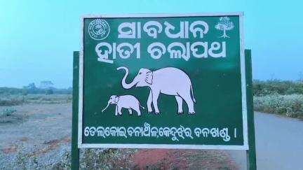 ତେଲକୋଇ: ତେଲକୋଇ ରେଞ୍ଜ କନ୍ତଲେଇ ବାଘଡିଆଁ ଜଙ୍ଗଲରେ ପଲୁଆ ହାତୀ ଥିବା ନେଇ ବନ ବିଭାଗର ସୂଚନା