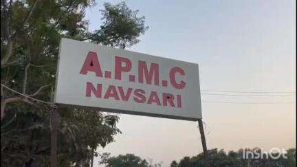 જલાલપોર: APMCમાં કેસર કેરીના પ્રતિમણ ભાવ માત્ર 1755 રૂપિયા બોલાયા