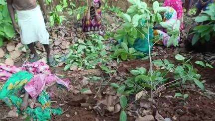 टाटीझरिया: सिमराढाब में हाथी ने महिला को कुचलकर मार डाला