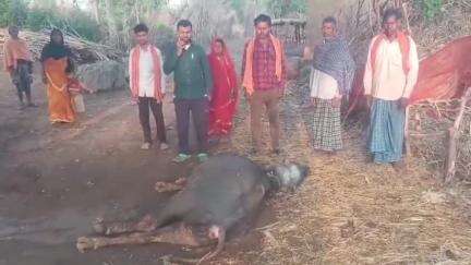 छतरपुर: हुलसम में वज्रपात की चपेट में आने से भैंस की मौत, पशुपालक ने मुआवजे की मांग की