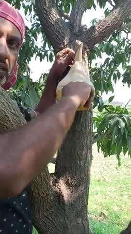 पौधा संरक्षण द्वारा दिया गया फेरोमोंन् ट्रैप #bameti.bihar #krishibihar