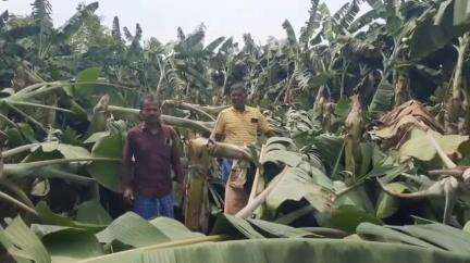திருவையாறு: திடீரென வீசிய சூறைக்காற்றினால் திருவையாறில் ஆயிரக்கணக்கான வாழைத்தார்கள் சாய்ந்தன#localissue