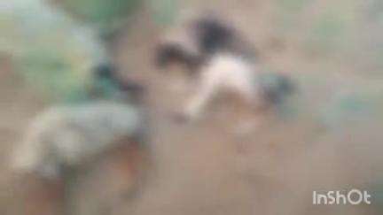 बालेसर: उम्मेदगढ़ लवारन में 11 हजार केवी विद्युत लाइन का टूटा तार, करंट की चपेट में आई एक दर्जन भेड़-बकरियों की हुई मौत