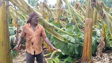 மேட்டுப்பாளையம்: #localissueசூறாவளியால் சேதமடையும் வாழைக்கு இழப்பீடு பெற காப்பீடு திட்டத்தில் மாற்றங்கள் செய்ய சிறுமுகை விவசாயிகள் கோரிக்கை