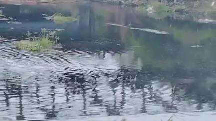 திருவொற்றியூர்: எண்ணூர் பக்கிங்காம் கால்வாயில் எண்ணெய் கழிவுகள் படர்வதால் கால்நடைகள் பாதிப்படைக்கின்றன