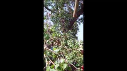 वणी: नगरपरिषद च्या गेट समोरील झाड कोसळले एक व्यक्ती गंभीर जखमी