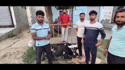 खेकड़ा: बराल गांव में ट्रक द्वारा गौवंश को टक्कर मारने पर कार्रवाई न होने पर गौ सेवकों ने किया प्रदर्शन