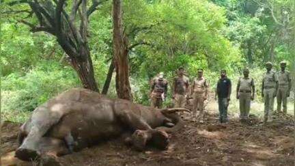 உதகமண்டலம்: இன்று காலை சீகூர் வனப்பகுதியில்  ஒரு ஆண் யானை இறந்து கிடந்தது கண்டுபிடிக்கப்பட்டது
