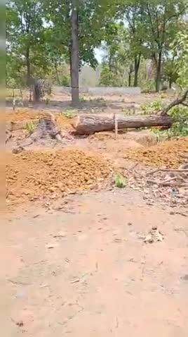 ग्राम पंचायत महूली वन भूमि में कब्ज करने के लिए दिनदहाड़े काट  रहे हैं पेड़ #वन विभाग ने किया कार्यवाही