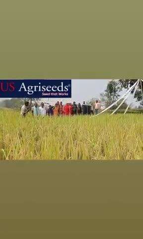 us Agriseeds कंपनी का धान 1.2 नम्बर जमीन के लिए us 362 हर किसान लगाए लंबी बाली गुछेदार दाने@Us 362##