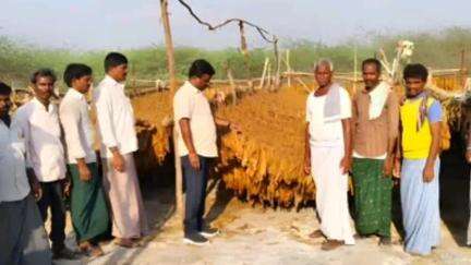 కోడుమూరు: కోడుమూరులో పొగాకు రైతులకు ప్రభుత్వం ఆదుకునేలా చేస్తామని ఏవో రవి ప్రకాష్ రైతులకు హామీ