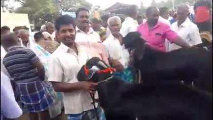 கே.வி.குப்பம்: சந்தைமேடு பகுதியில் நடைபெற்ற ஆட்டுச் சந்தையில் 95 லட்சத்திற்கு வர்த்தகம் வியாபாரம் படுஜோர் வியாபாரிகள் மகிழ்ச்சி