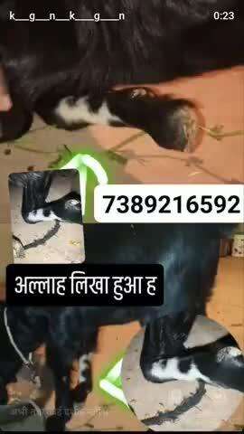 मुल्तानपुरा 7389316592है