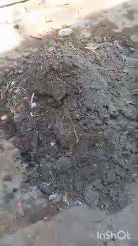 राघव मोहल्ला अमानगंज वार्ड नंबर 13 में मोहल्ले के अंदर प्रतिदिन नही जा रही कचड़ा गाड़ी ।