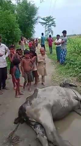करंट लगने से भैंस और बछड़े की दर्दनाक मौत, ग्रामीणों में बिजली विभाग के खिलाफ आक्रोश

 जगता खरसाही, पलार, वार्ड नंबर 10