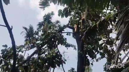 বিশ্বনাথ: বিহালীত ভয়ংকৰ ধুমুহা বৰুষুনত গাংমৌথান আধাখোন্দা বিস্তত ক্ষতি সাধন