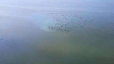 Pulicat Lake - India’s second largest brackish water lagoon — is a haven for migratory birds and marine biodiversity.