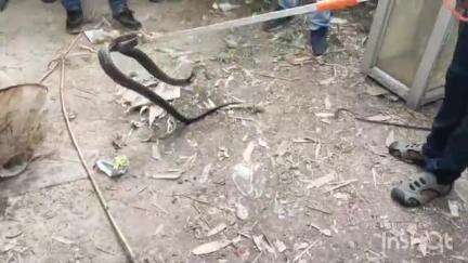জামালপুর: মাছ ধরতে গিয়ে জালে আটকে পড়ল দুটি বিষধর কেউটে সাপ, হইচই দুটি সাপকে ঘিরে পহলানপুর এলাকায়