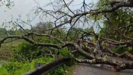 দাংতল ৰাজহ চক্ৰ: গৰুভাষাৰ লাউৰীপাৰাত ধুমুহাৰ তাণ্ডৱ পথৰ ওপৰত বাগৰি পৰিল প্ৰকাণ্ড গছ যাতায়ত ব্যহত