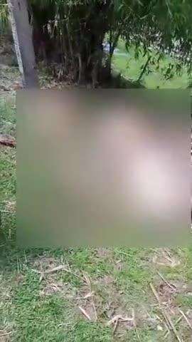 ठाकुरगंज: सुखानी थाना क्षेत्र में बिजली के टूटे तार की चपेट में आने से 3 मवेशियों की हुई मौत, एक महिला झुलसी