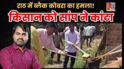 राठ में ब्लैक कोबरा का हमला! खेत में गुड़ उठाते समय ज़हर का कहर