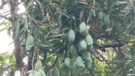 કરજણ: કરજણ પંથકમાં મીની વાવાઝોડા ના કારણે બગાયતી પાકોને વ્યાપક પ્રમાણમાં નુકસાન, કેરી કેળા પપૈયા જામફળ ચિકુ ને નુકશાન.