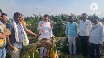 परतूर: अवकाळी वादळी वाऱ्यासह पडलेल्या पावसामुळे परतूर तालुक्यातील अनेक ठिकाणी केळी पिकांचे नुकसान