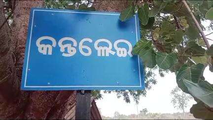 ତେଲକୋଇ: କନ୍ତଲେଇ ଜାମୁନାଳିଆ ବାଘଡିଆଁ ଜଙ୍ଗଲରେ ପଲୁଆ ହାତୀ ଥିବା ନେଇ ତେଲକୋଇ ବନ ବିଭାଗର ସୂଚନା