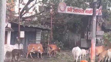 धुळे: जिल्ह्यात अवकाळी पावसाचा कहर; जुने धुळ्यात पिंपळाचे झाड कोसळून हॉटेलचे नुकसान