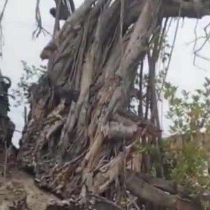 पातेपुर: पातेपुर के मालपुर पोखर में वर्षों पुराना बरगद का पेड़ गिरने से दो पक्षों में मारपीट