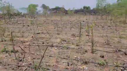 धुळे: वरखेडी रोड येथील मियावाकी प्रकल्प आगीत जळून नष्ट उबाठा गट विधानसभा संघटक ललीत माळी याची माहिती #Jansamasya