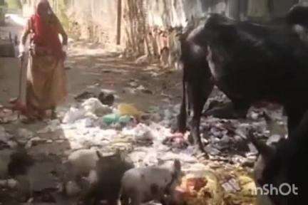 बाली: फालना के वार्ड 11 में सड़क पर फैले कचरे से लोग परेशान, स्थानीय निवासियों ने ईओ को दी लिखित शिकायत, नहीं हुआ कोई समाधान
