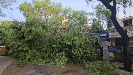 விருதுநகர்: FF ரோடு நகராட்சி நடுநிலைப் பள்ளியில் இருந்த இரண்டு மாதங்கள் ஒடிந்து நடுரோட்டில் விழுந்தன போக்குவரத்து பாதிப்பு மின்சாரம் துண்டிப்பு.