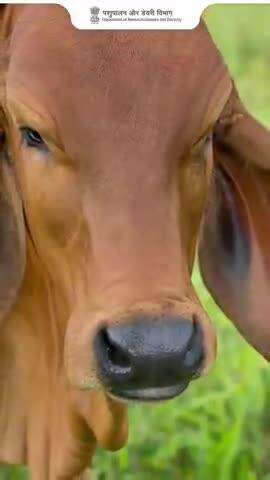 दूध की बाल्टी की सफाई न भूलें!
गंदी बाल्टी = दूषित दूध ❌
✅ दूध की बाल्टियों को रोज़ाना डिटर्जेंट और गर्म पानी से धोएं
✅ हर बार इस्तेमाल से पहले और बाद में सफाई करें
स्वच्छ बर्तन = स्वच्छ दूध = सुरक्षित उपभोक्ता
#CleanMilk #DairyHygiene