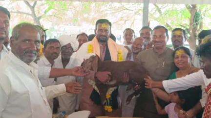 ಇಳಕಲ್‌: ದಾಸಬಾಳ ದುರ್ಗಾದೇವಿ ಜಾತ್ರಾ ಮಹೋತ್ಸವ ಶಾಸಕ ಕಾಶಪ್ಪನವರಿಗೆ ಕುರಿ ಮರಿ ನೀಡಿ ಸತ್ಕಾರ