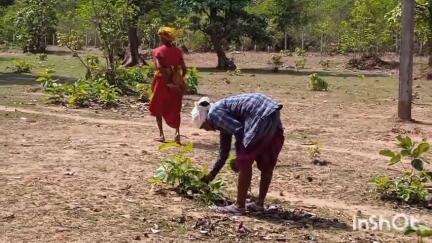 गुरूर: गुरुर विकासखंड में वन विभाग ने तेंदूपत्ता खरीदी कार्य प्रारंभ किया