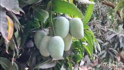 अलिबाग: अवकाळी पावसामुळे कोकणातील आंबा पीक धोक्‍यात
आंब्‍याची काढणी करण्‍याची बागायतदारांची लगबग
पावसाने फळगळती,आंबा खराब होण्या