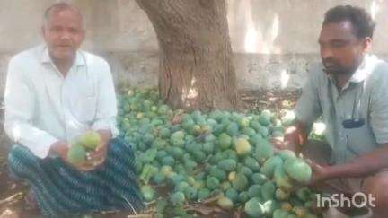 మానకొండూరు: గత రాత్రి కురిసిన భారీ వర్షాలకు కరీంనగర్ కుమ్మరి జిల్లా వ్యాప్తంగా 1100 కు పైగా ఎకరాల్లో మామిడి తోట నష్టం