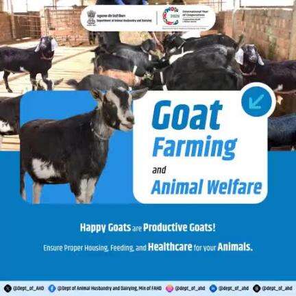 Goat Farming and Animal Welfare
Happy goats = productive goats! 
Proper housing, feeding, and healthcare ensure your goats thrive. Animal welfare is key to success! 
#AnimalWelfare #GoatFarming