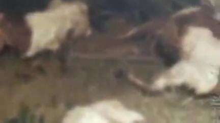 आमेट: आमेट कर गादरोला में पैंथर के हमले से 7 बकरियों की मौत, 8 घायल, ग्रामीणों में दहशत