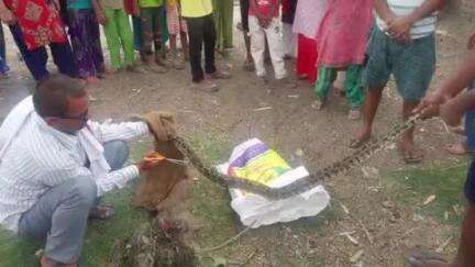 करनैलगंज: नदी में मछली पकड़ने गए युवक के जाल में फंसा अजगर, वन विभाग की टीम ने रेस्क्यू कर उसे जंगल में छोड़ा