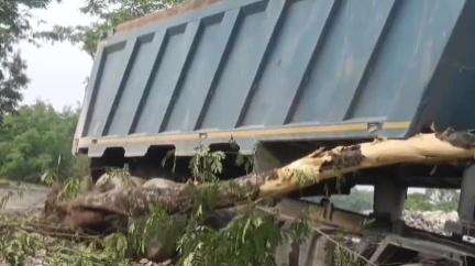 তুফানগঞ্জ ২: বজ্রাপুর গোডাউন মোড় এলাকায় রাস্তার পাশের গাছে ধাক্কা ডাম্পারের, আহত চালক ও খালাসী