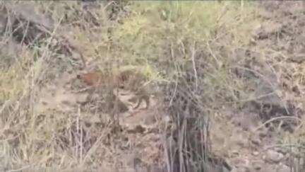 कोटद्वार: सोशल मीडिया पर बाघ का वीडियो वायरल, कोटद्वार दुगड्डा रोड पर दुर्गा देवी मंदिर के पास का बताया जा रहा वीडियो